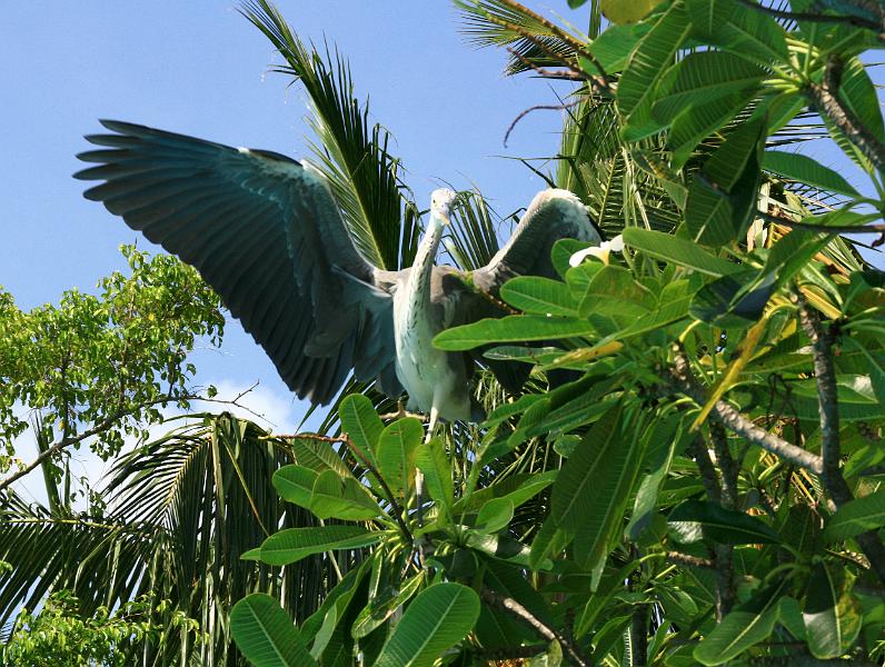 Kuramathi (163).jpg